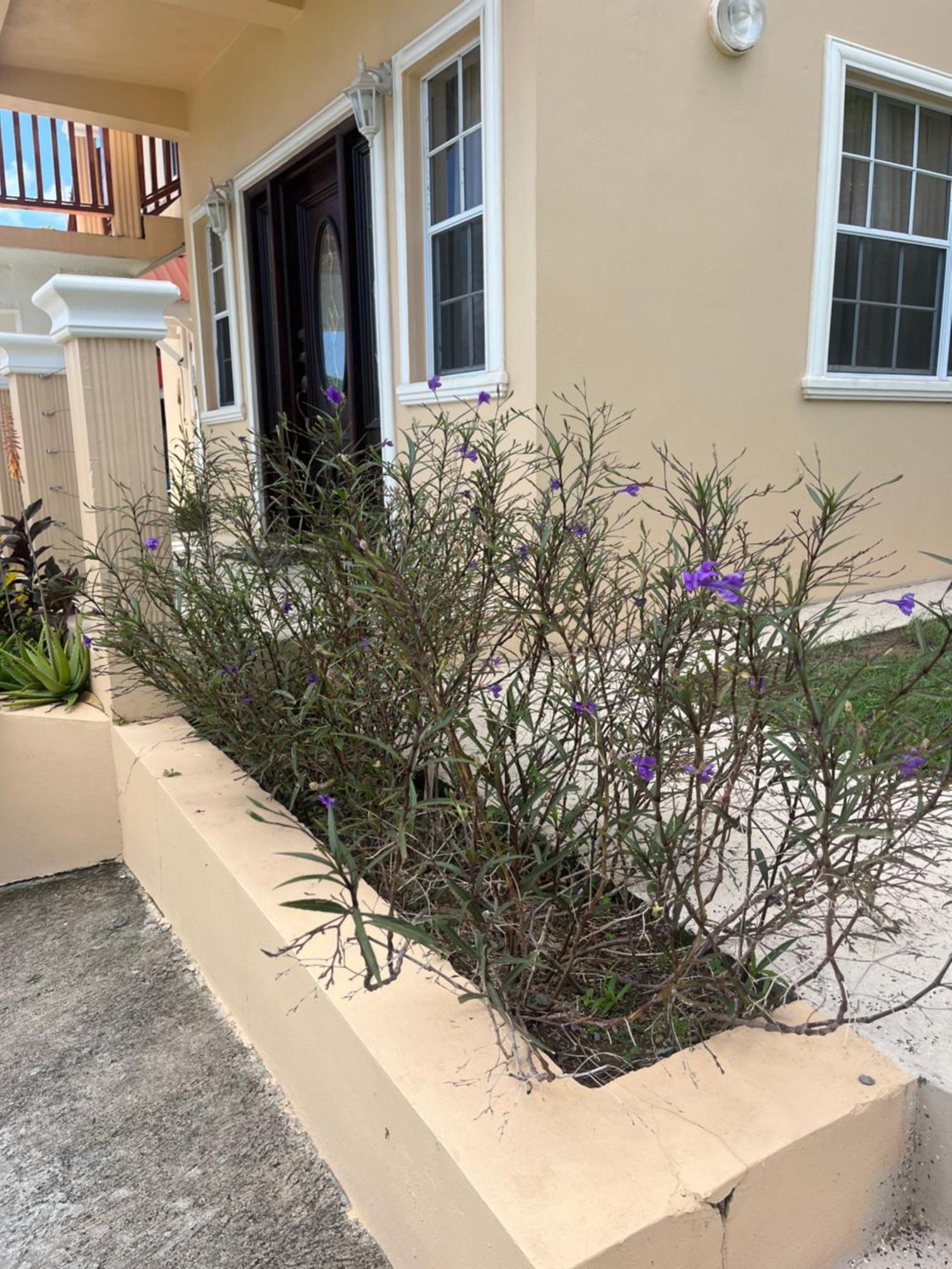 Belle Breeze Haven Apartment Gros Islet Ngoại thất bức ảnh